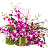 Classic Orchids